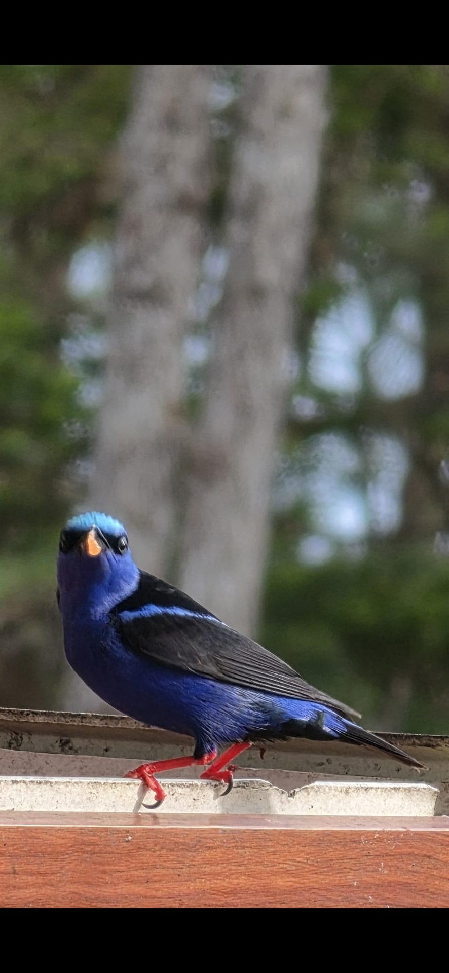 Mielero patirrojo macho en Cerro Azul