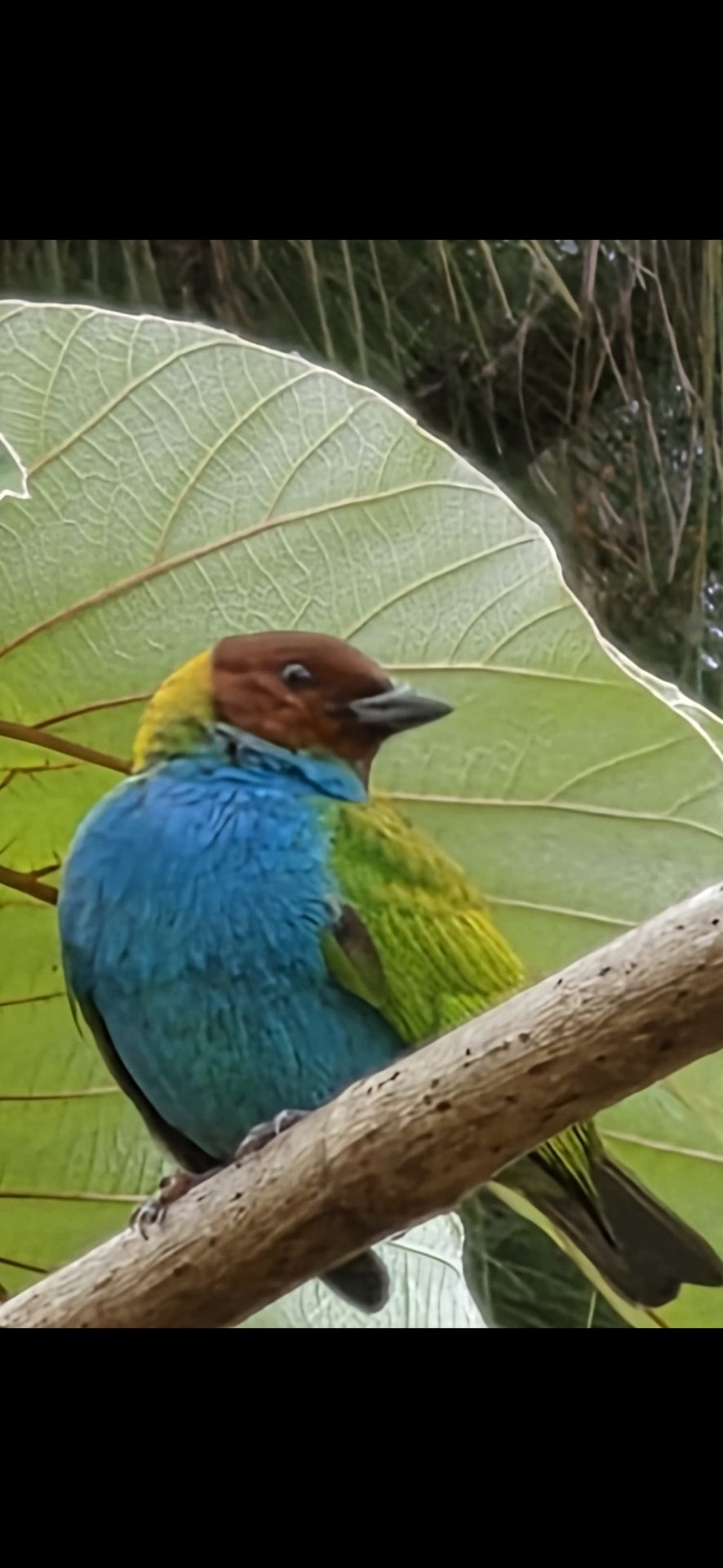 Tángara cabecirrufa en Cerro Azul