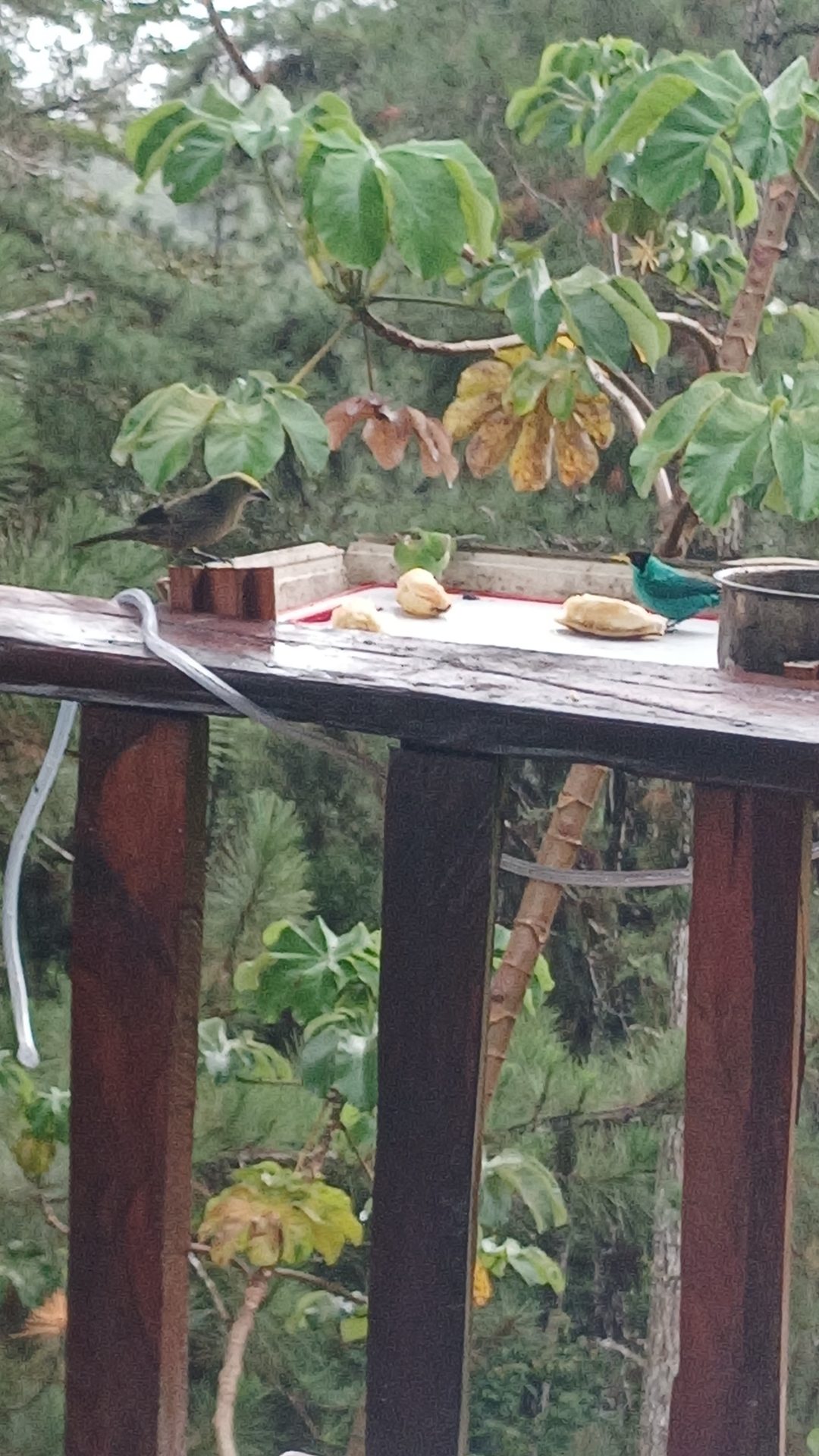 Aves comiendo en el balcón de la cabaña