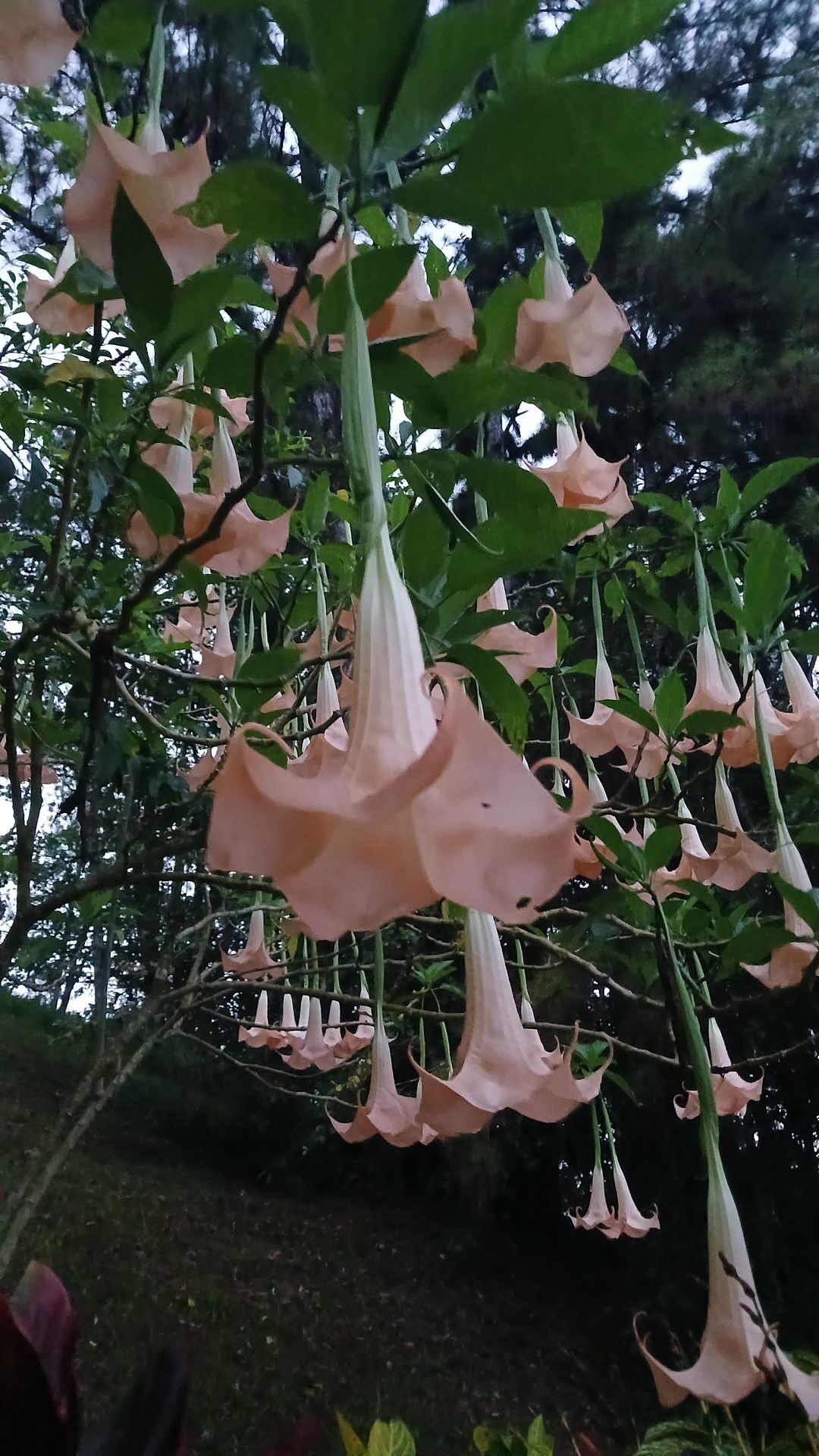 Flores tropicales en el jardín de las cabañas
