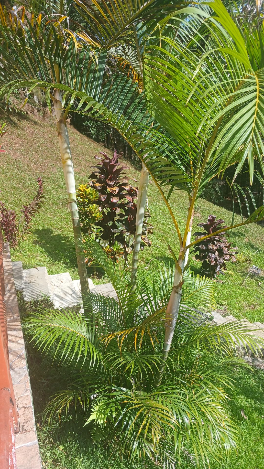 Jardín tropical con palmeras alrededor de las cabañas