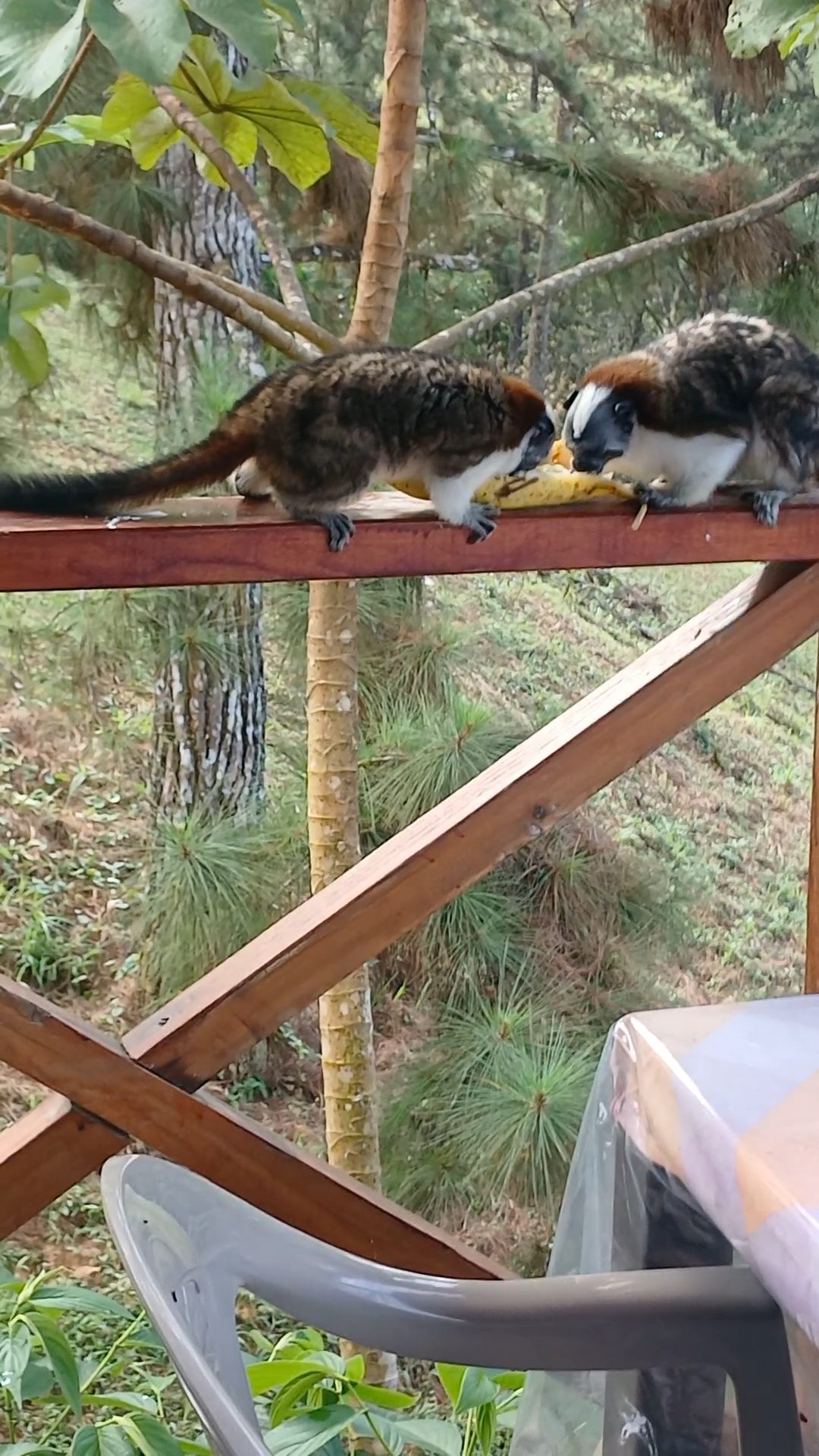 Monos tití visitando la cabaña